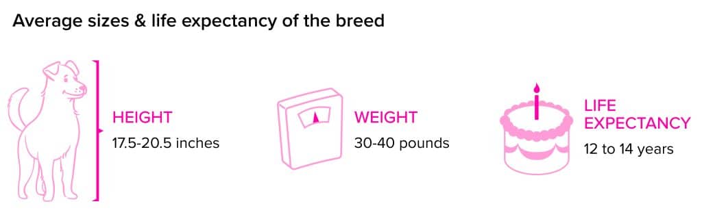 Brittany dog breed statistics
