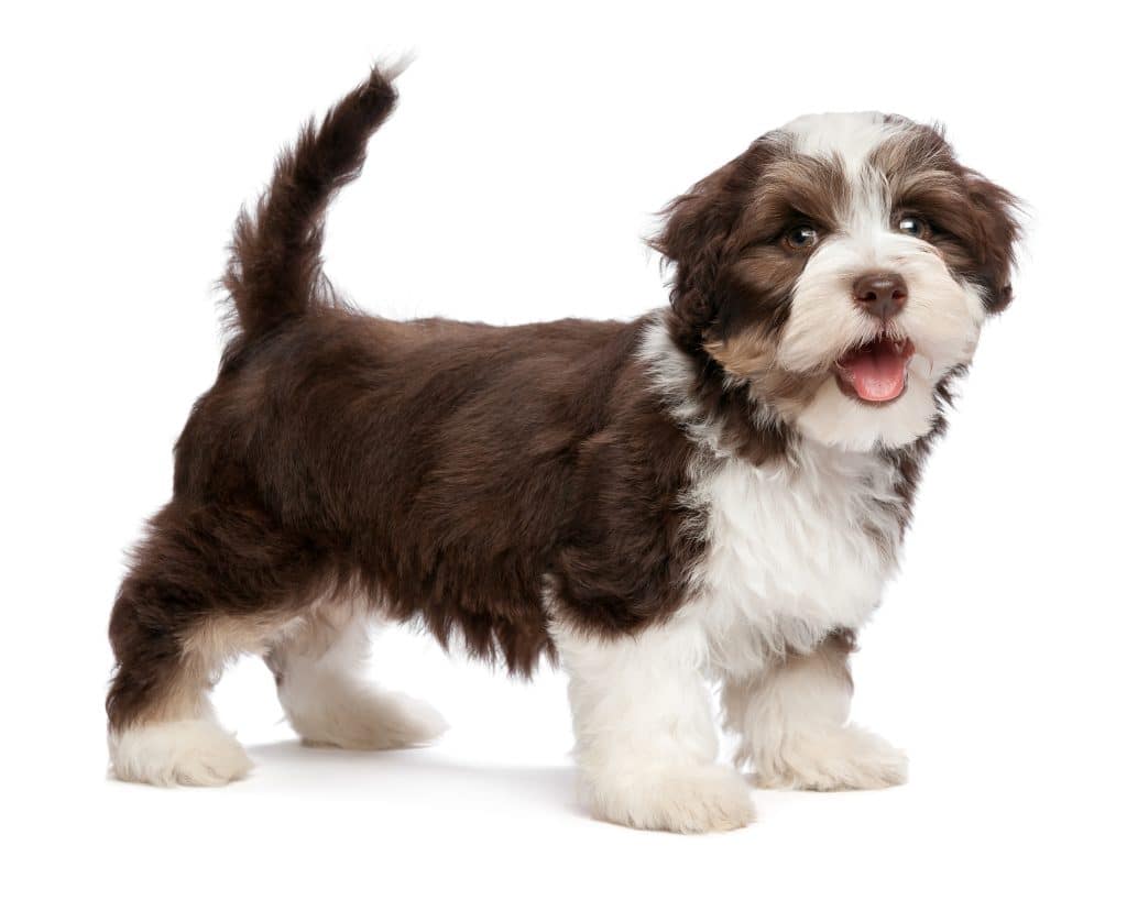 Beautiful Smiling Chocolate Havanese Puppy Dog Is Standing