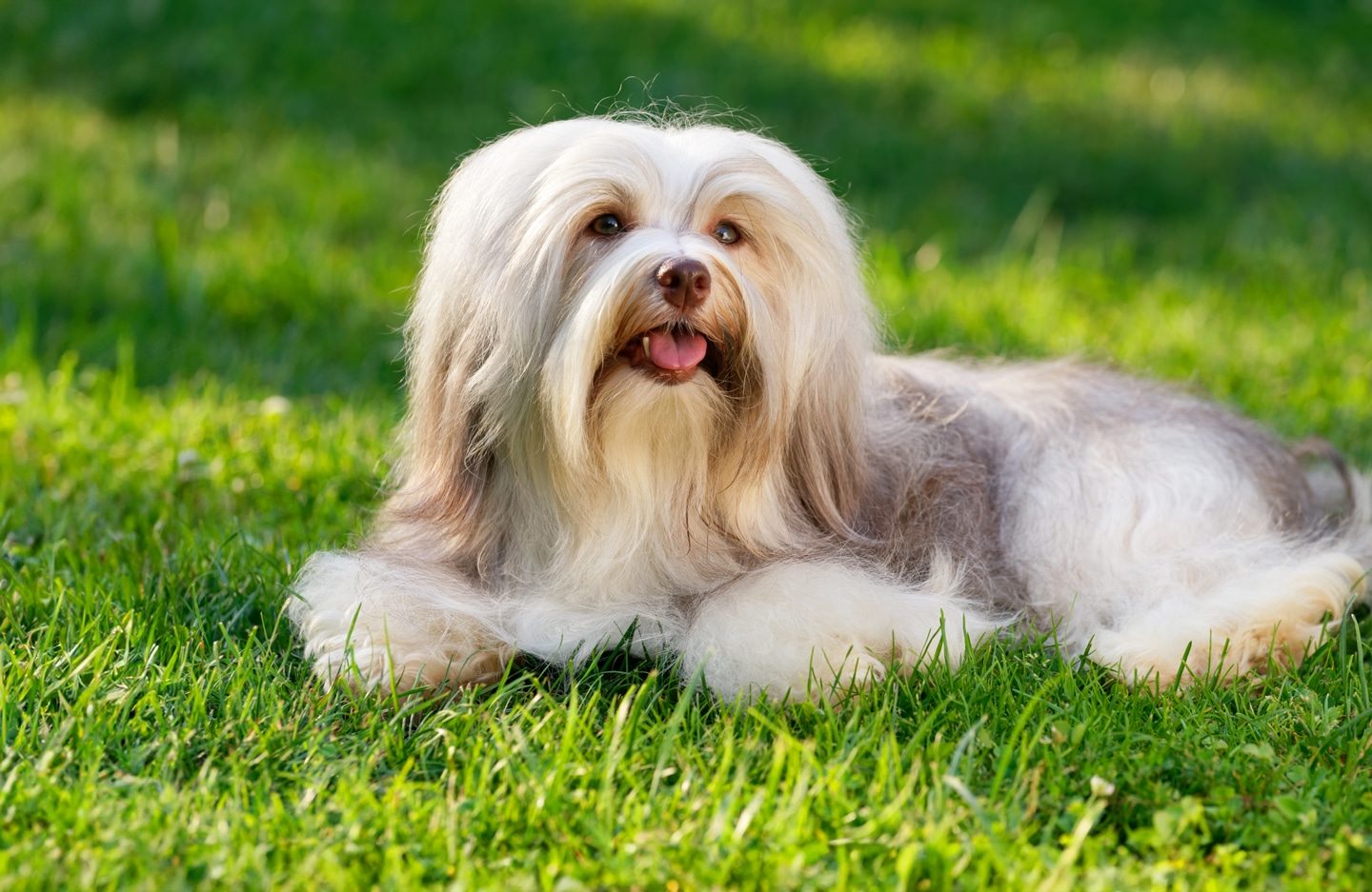 havanese dog