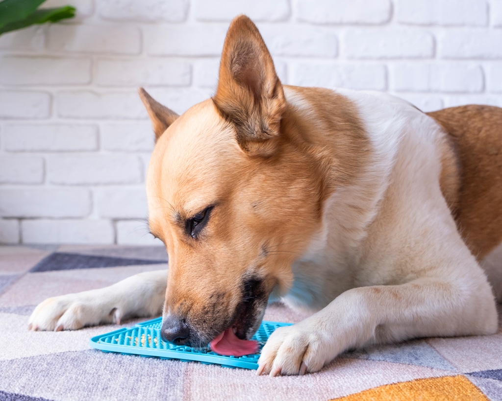 dog licking peanut butter from a lick mat