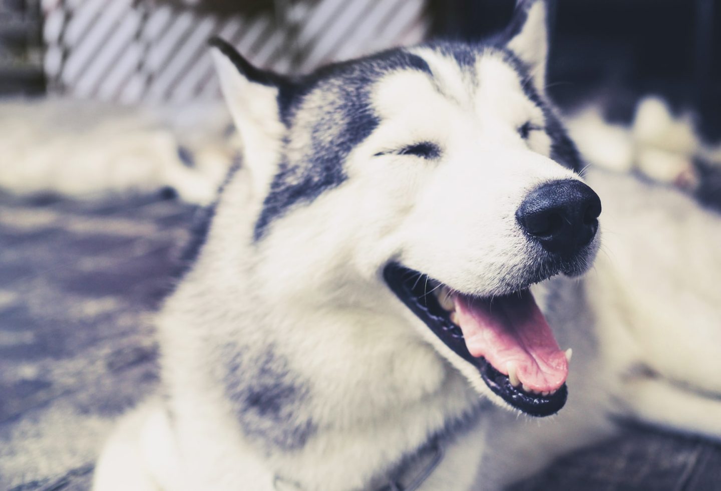 Laughing husky dog