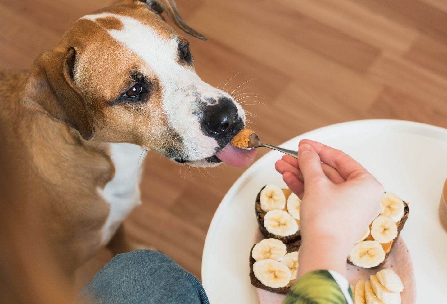 Dog eating peanut butter off a spoon