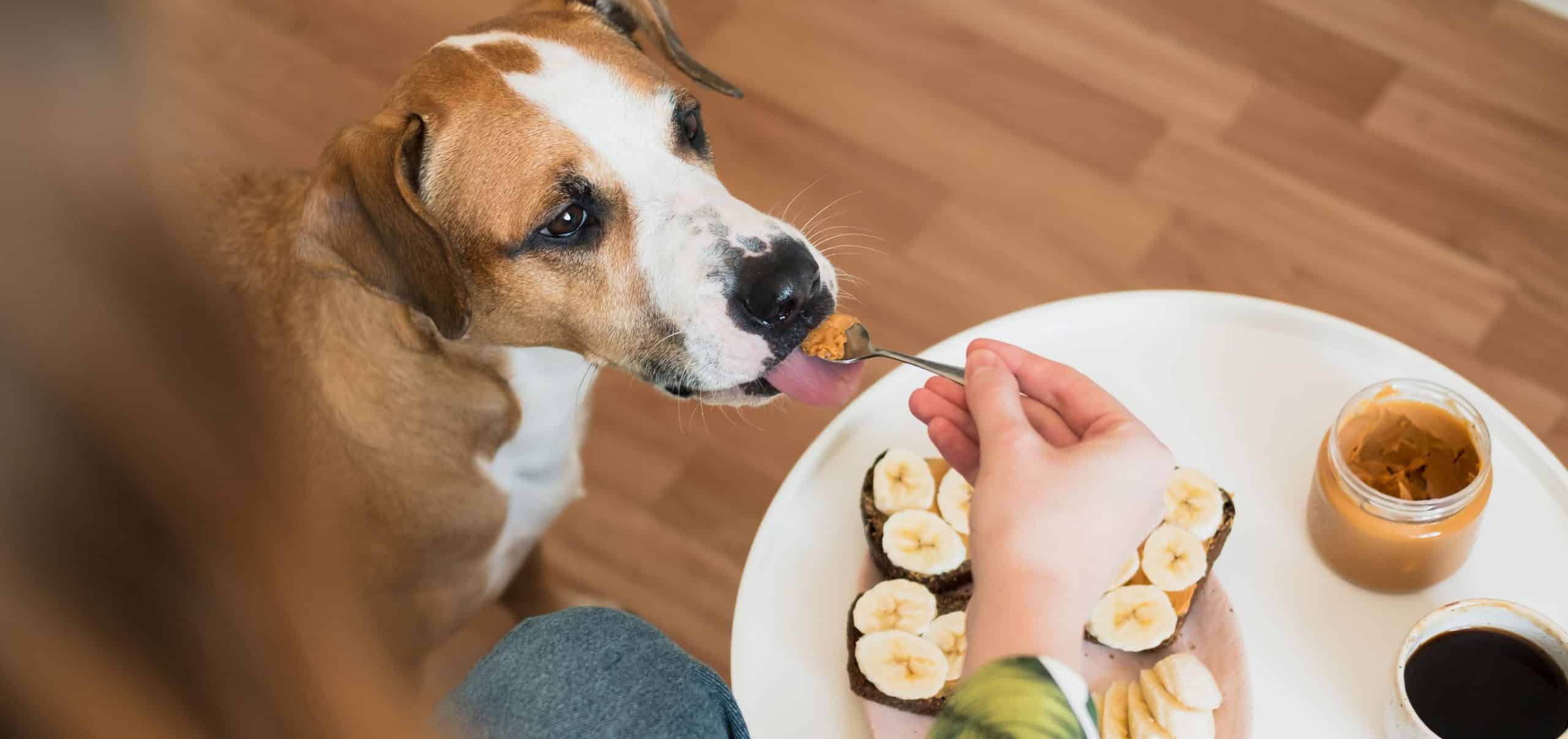 What ingredient is in peanut store butter that is bad for dogs