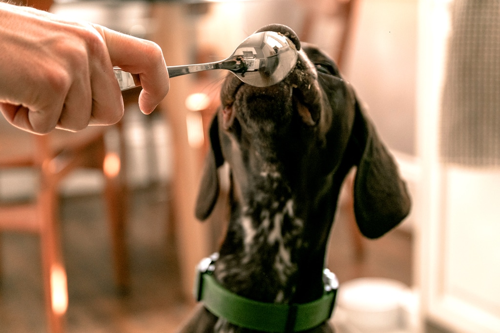 dog licking peanut butter off a spoon