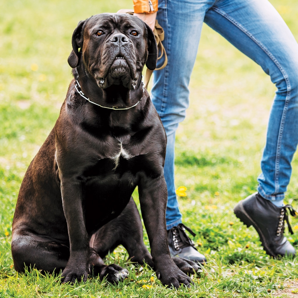 Cane Corso dog with female owner