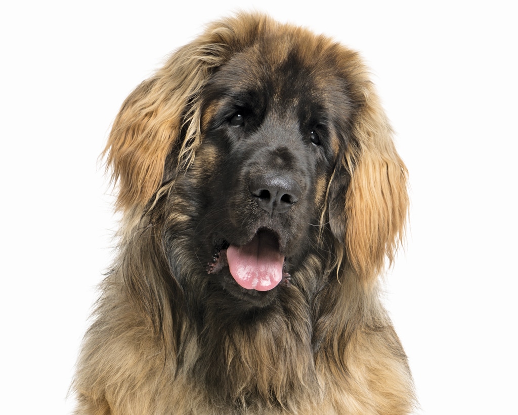 Close-up of a Leonberger in front of a white background