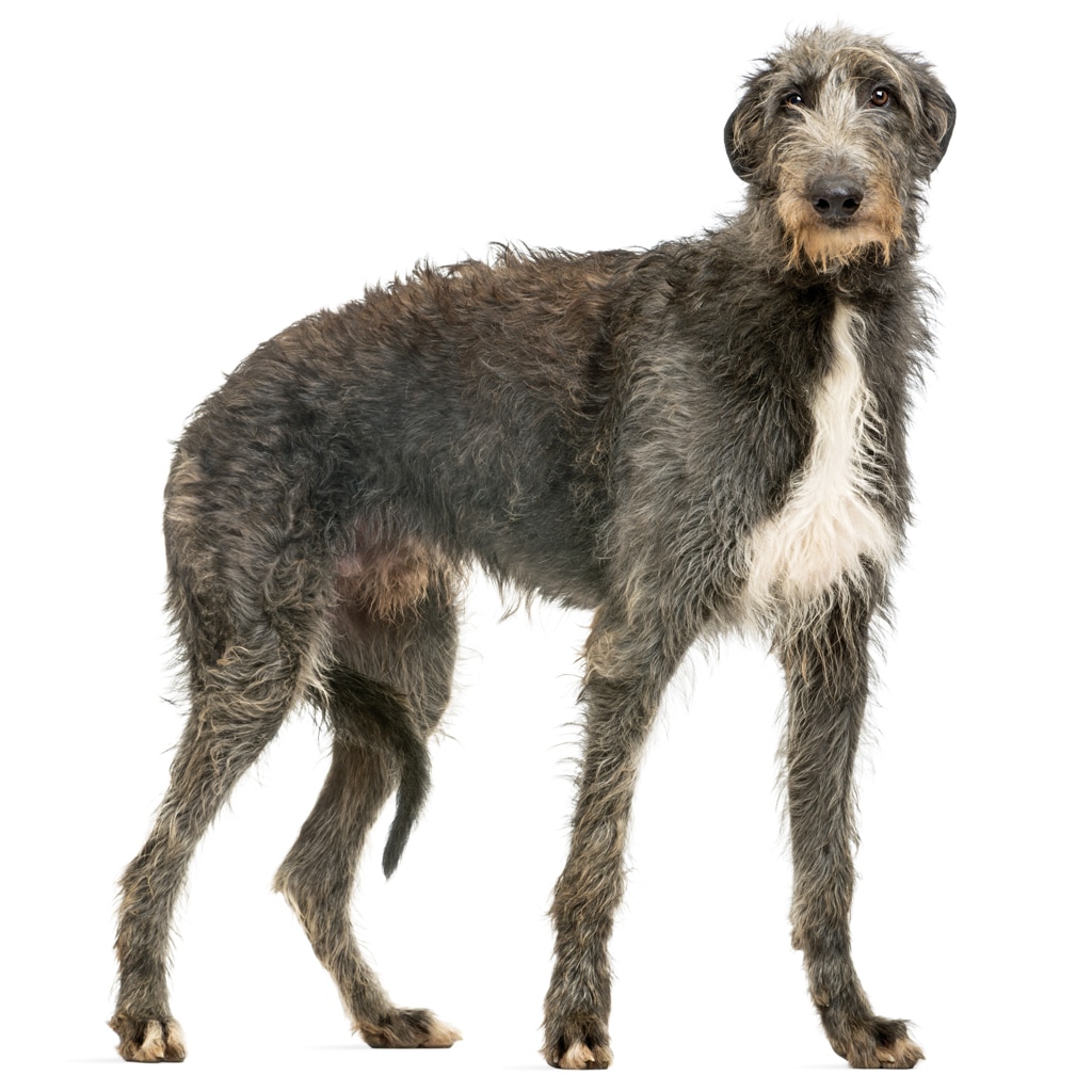 Scottish Deerhound looking at the camera, isolated on white