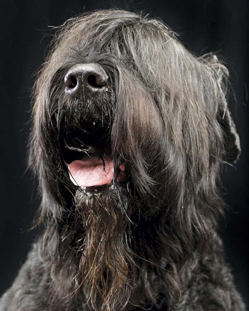 Portrait of an adorable Black Russian Terrier studio shot
