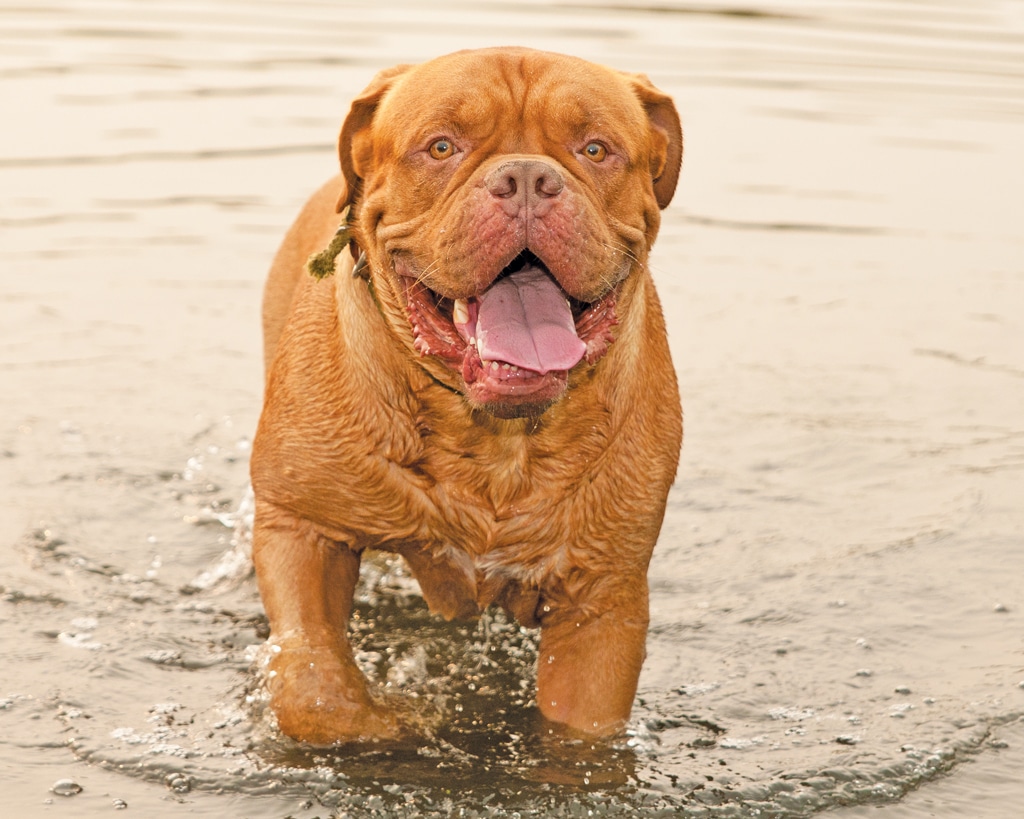 Lovely Dogue De Bordeaux standing in the lake water in the forest