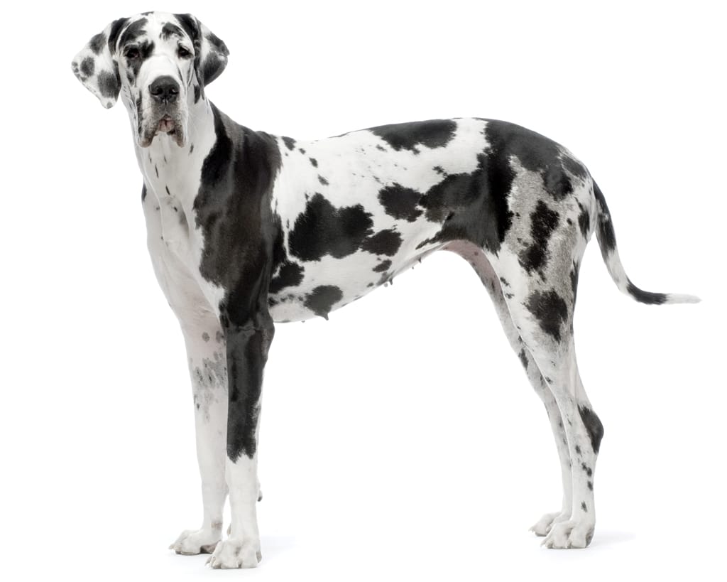 Black and white great dane isolated on white