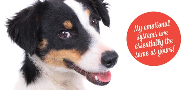 A Dog's Mind: How Dogs Think & Experience Emotions - Modern Dog Magazine