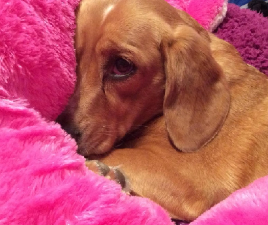 These 13 Dogs in Blankets Are Cozy, Comfy, and Ready for Fall