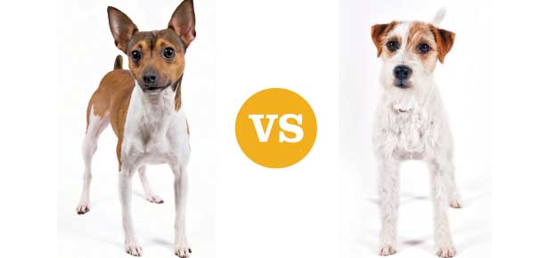 Jack russell terrier deals vs rat terrier