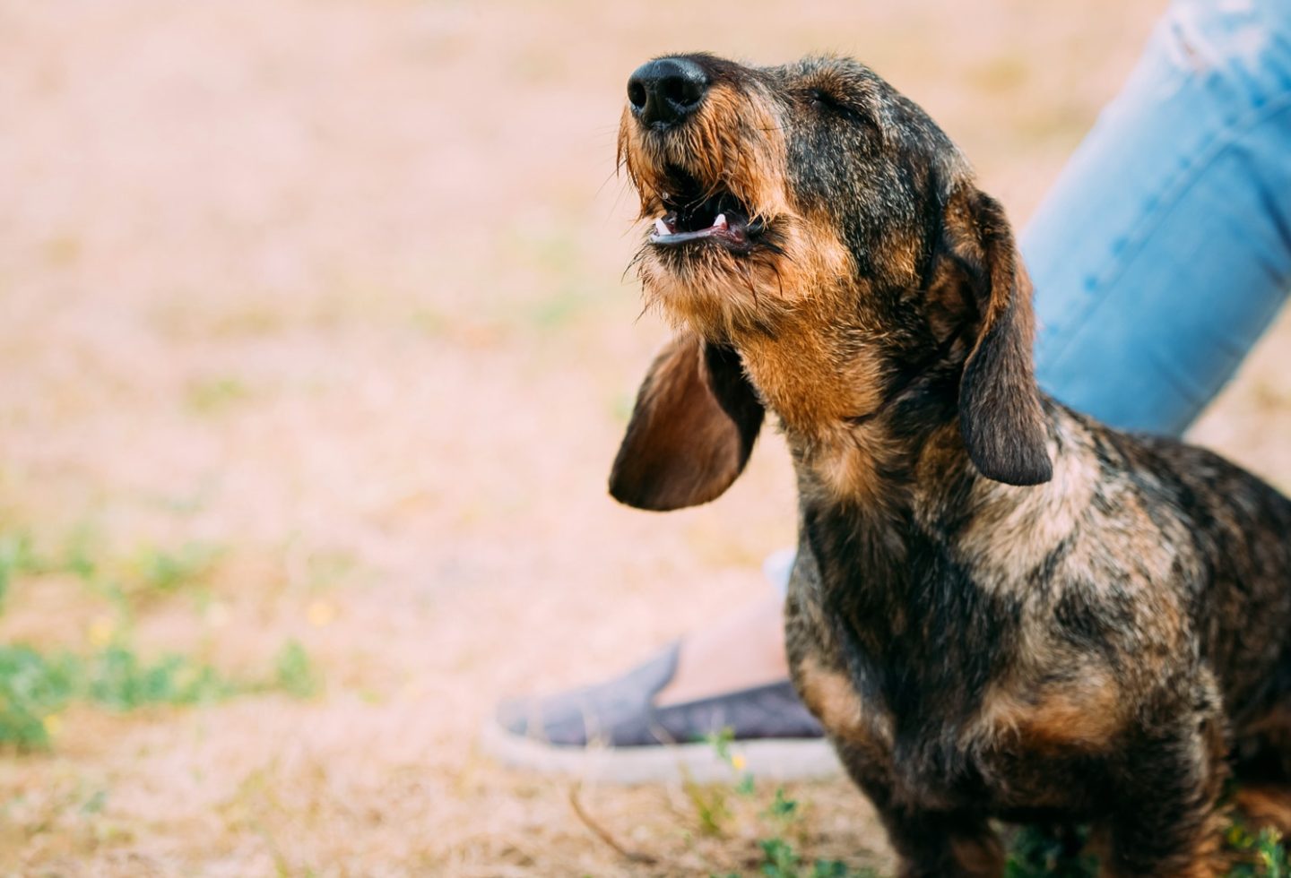 little dog barking outside by his owners side