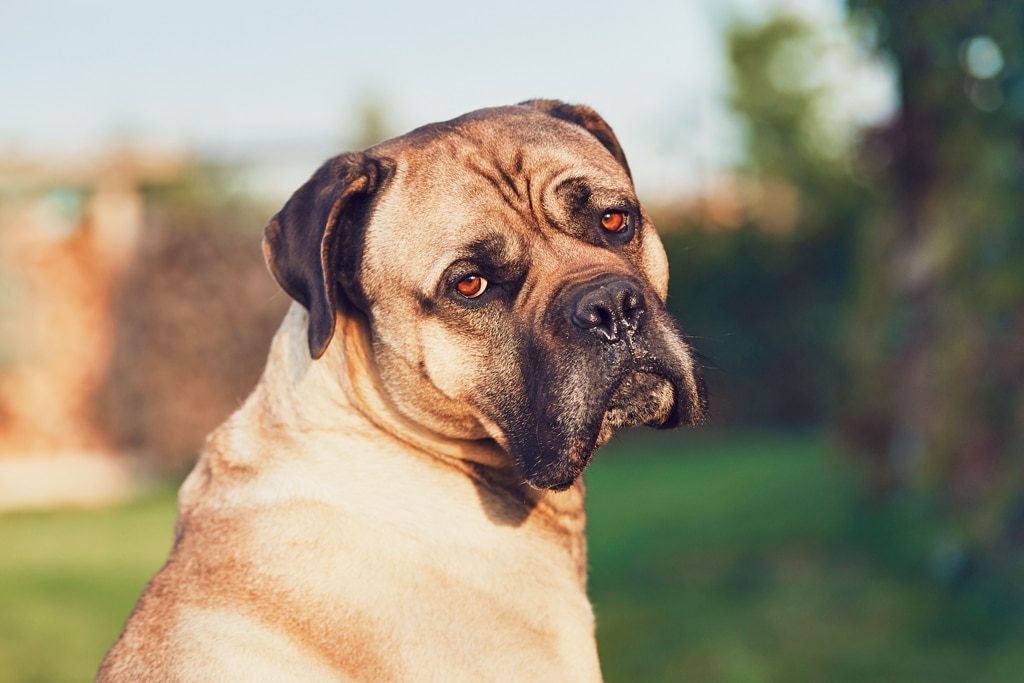 Sad look of the huge dog. Cane corso dog looking at camera.