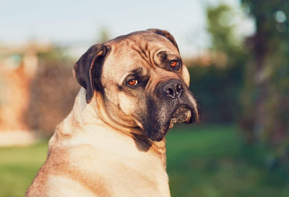 Sad look of the huge dog. Cane corso dog looking at camera.