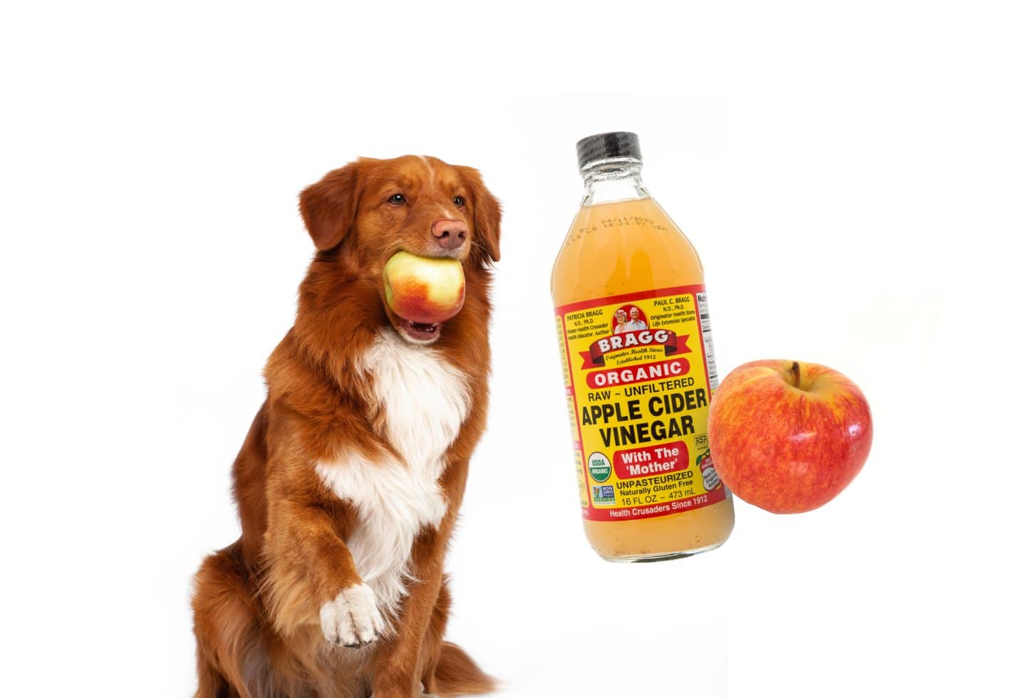 apple cider vinegar for dogs