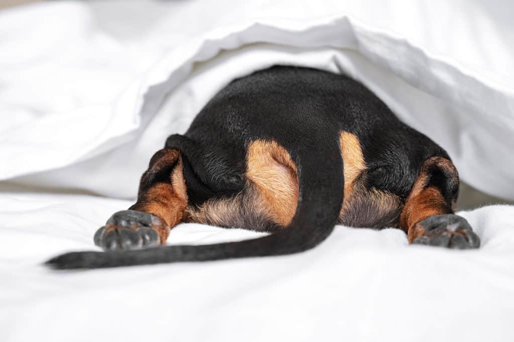 Black And Tan Dog Butt And Tail Sticking Out From Under a blanket.