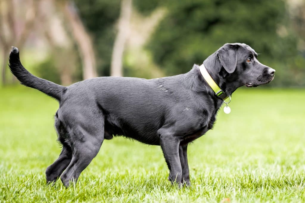 Young black Labrador pointing its nose to something.