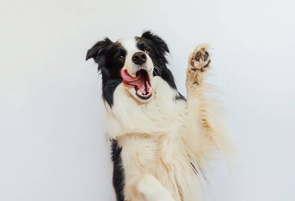 Cute puppy dog border collie with funny face waving paw