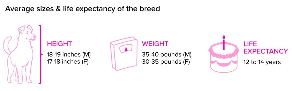 Soft-Coated-Wheaten-Terrier breed statistics