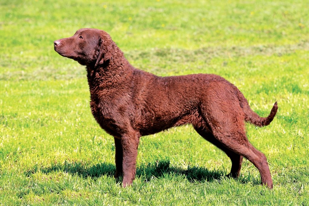 Chesapeake Bay Retriever breed profile