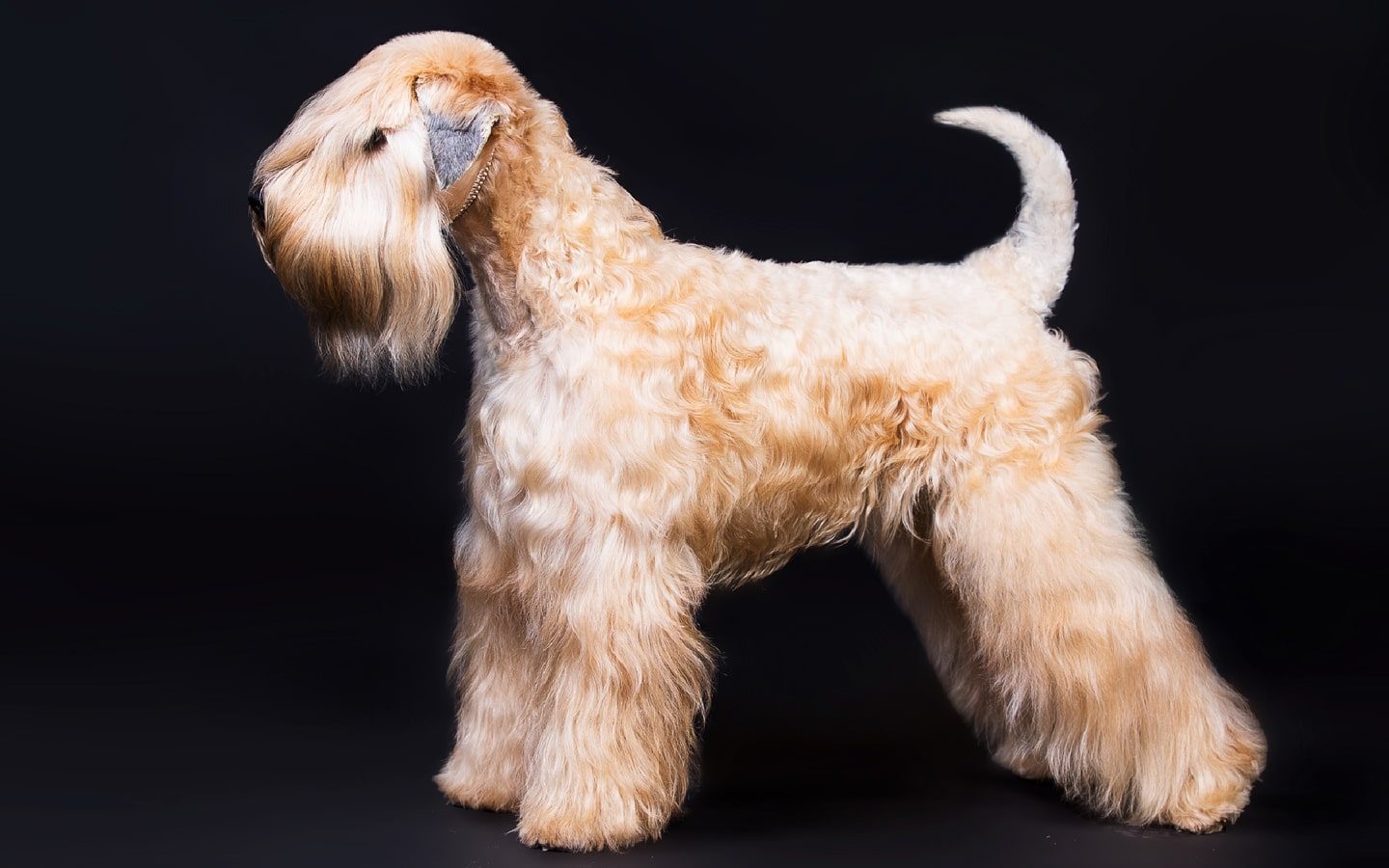 Soft Coated Wheaten Terrier