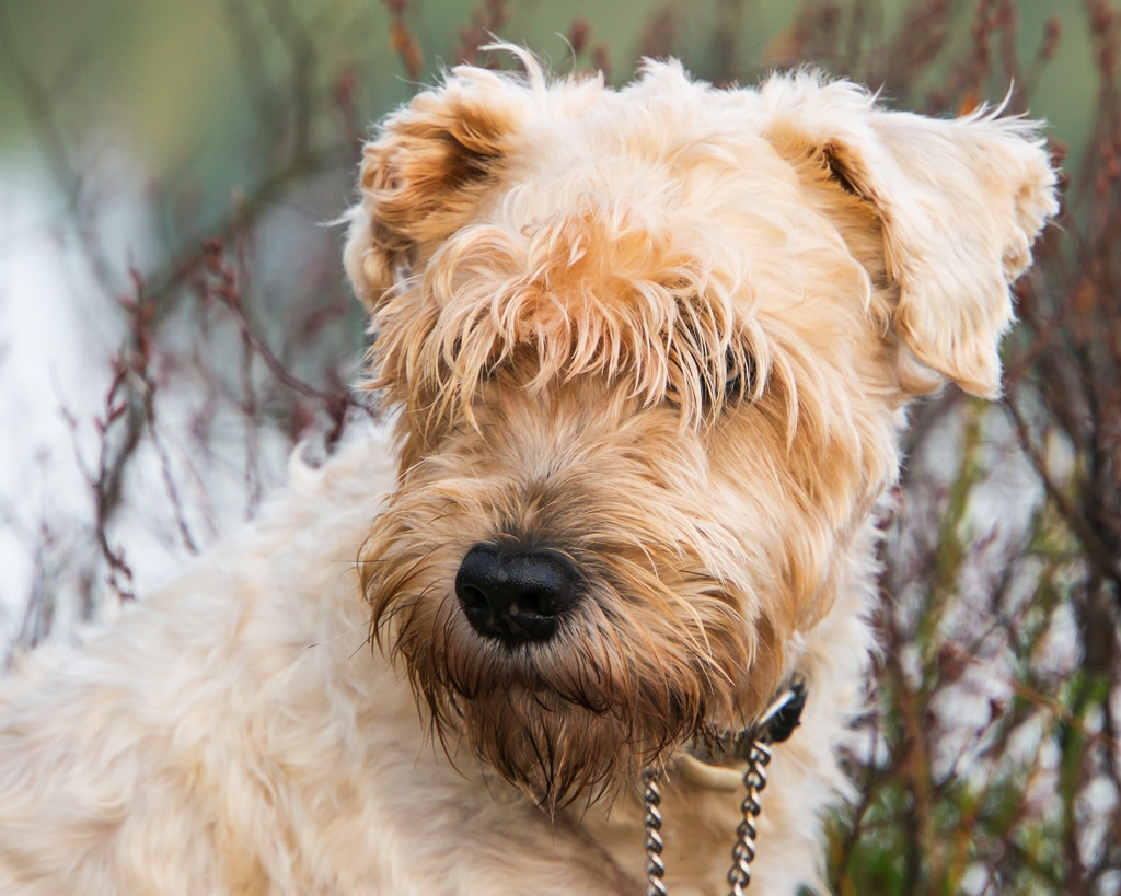 Irish Soft-coated Wheaten Terrier