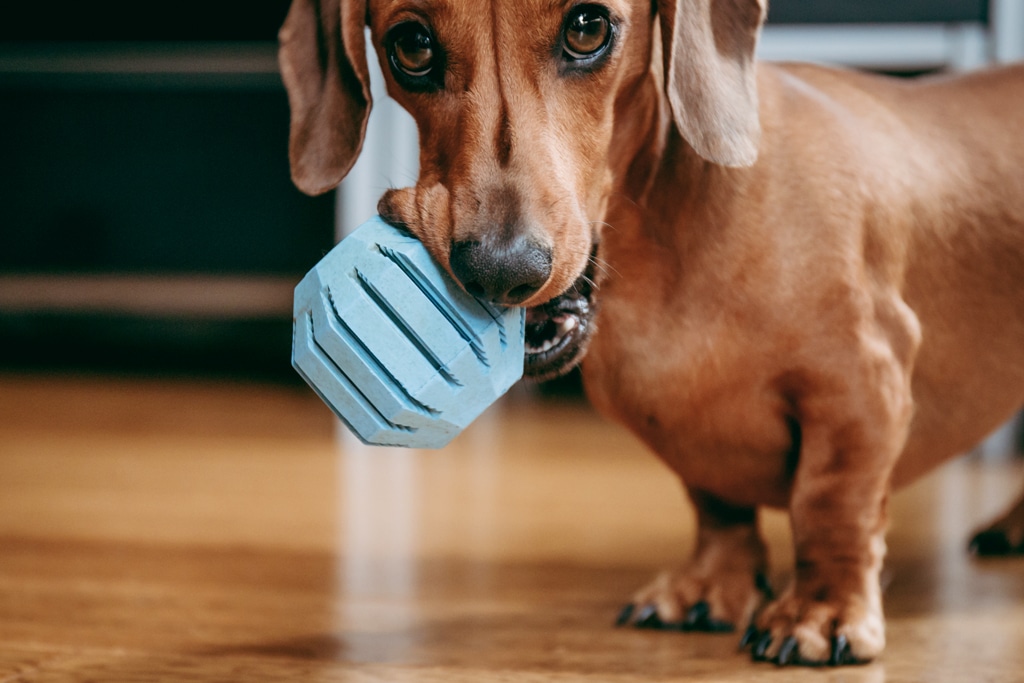 Smooth brown miniature dachshund puppy inviting the owner to play with him, holding blue toy ball in his mouth.