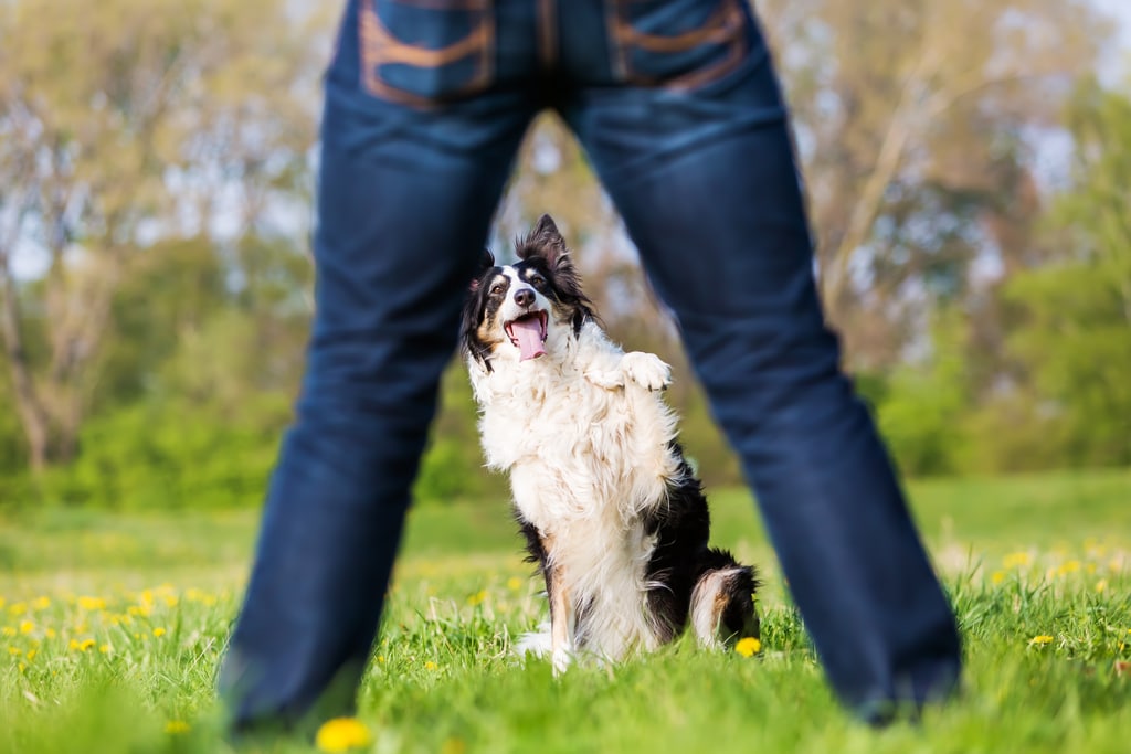 Border Collie raising his paw