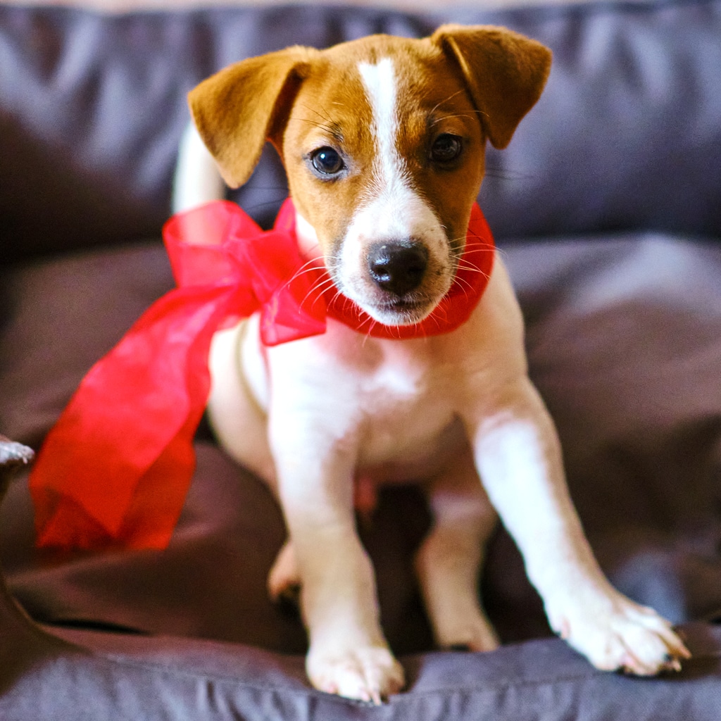 jack russell terrier