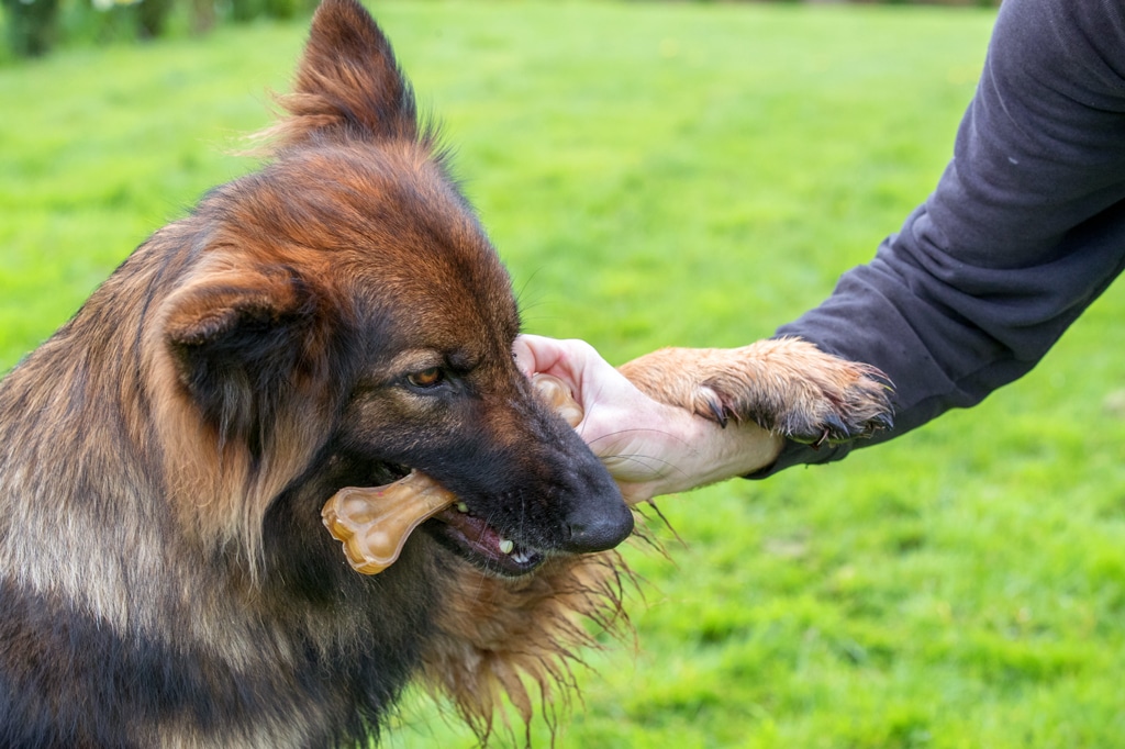 German shepherd