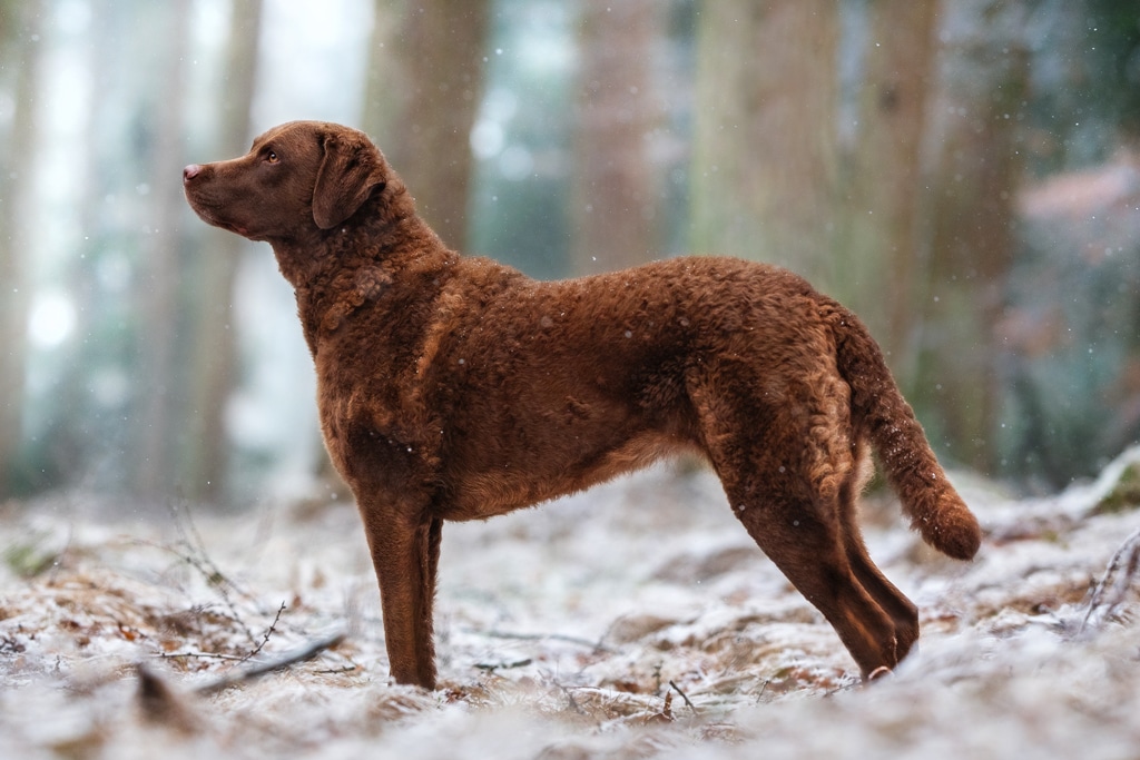 chesapeake bay retriever