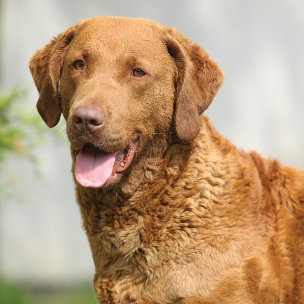 Chesapeake bay retriever