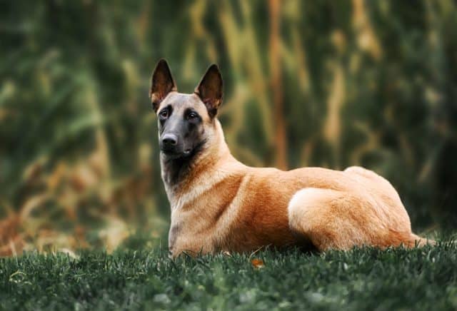 Belgian Malinois dog lying in the grass
