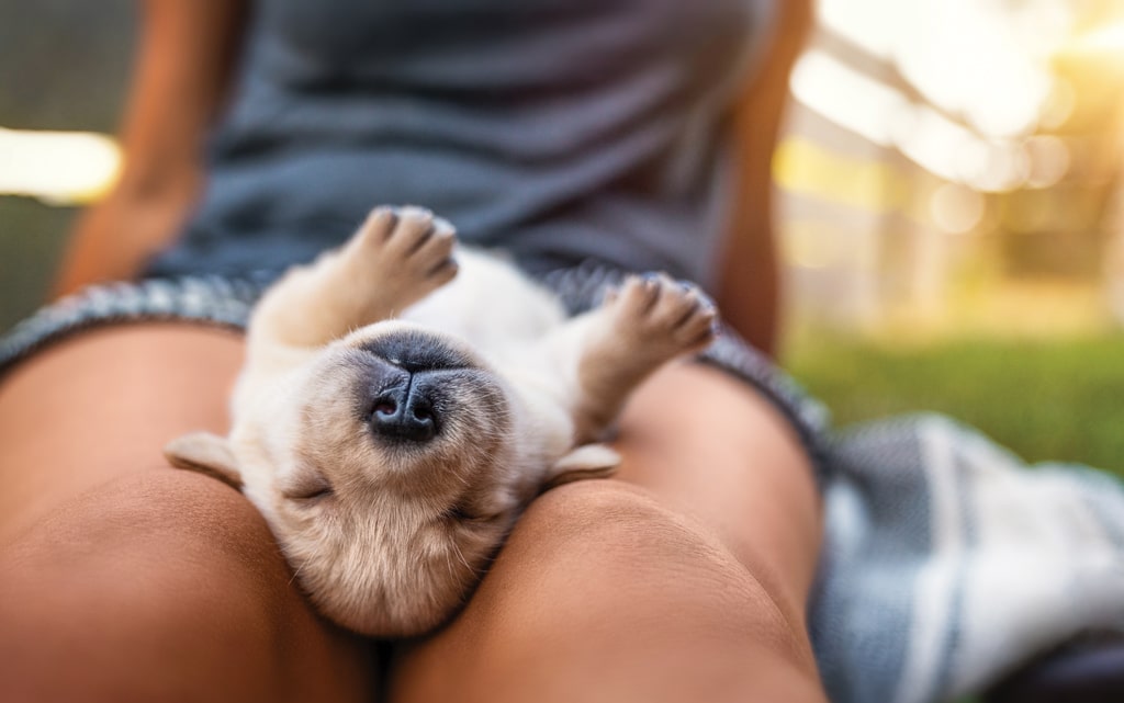 Labrador Retriever puppy