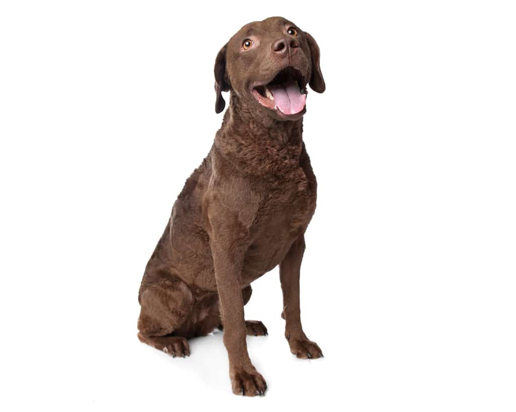 Chesapeake Bay retriever