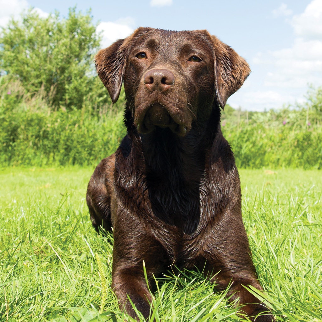 Chocolate labrador retriever