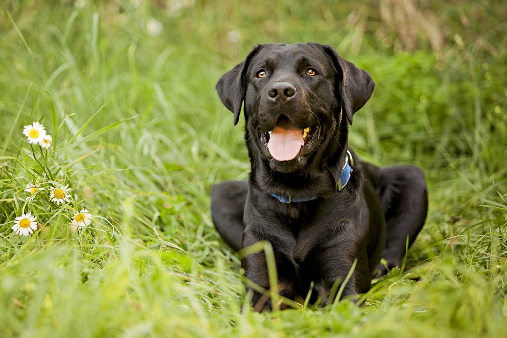 Black labrador retriever