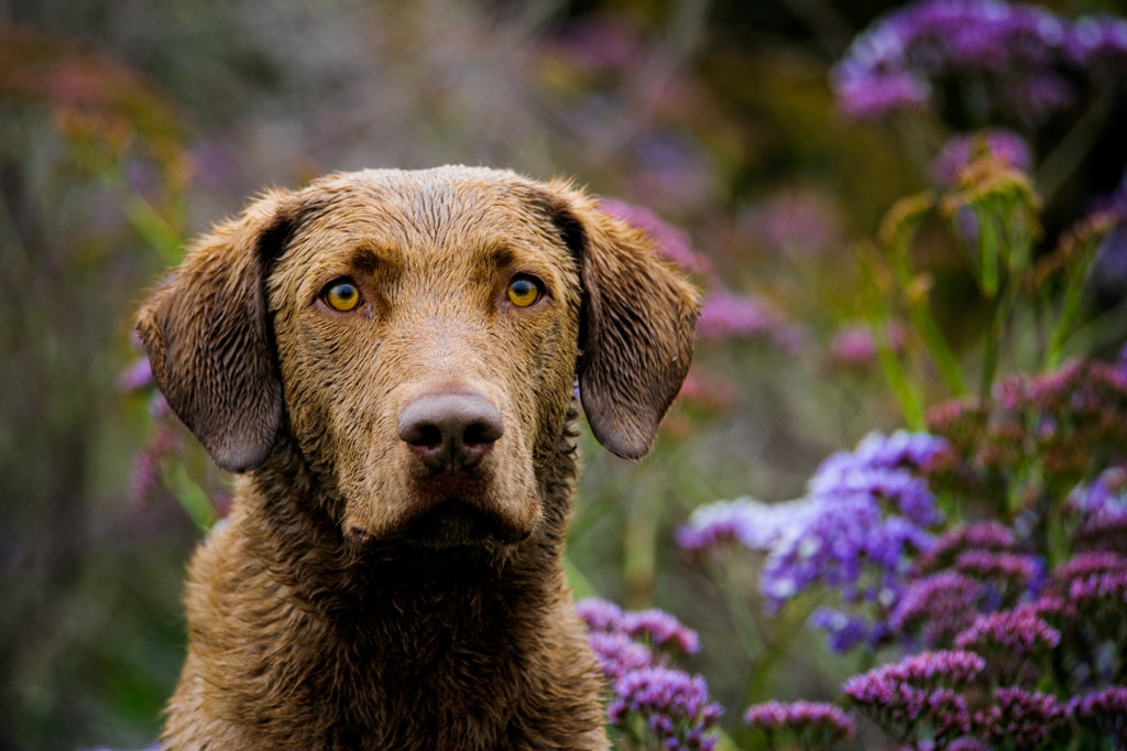 Chesapeake Bay retriever