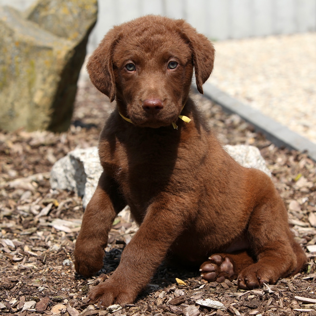 Chesapeake bay retriever puppy