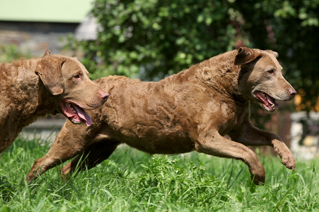 Chesapeake Bay retriever