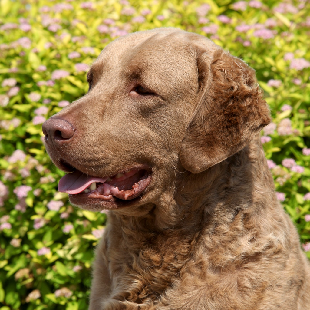 Chesapeake bay retriever