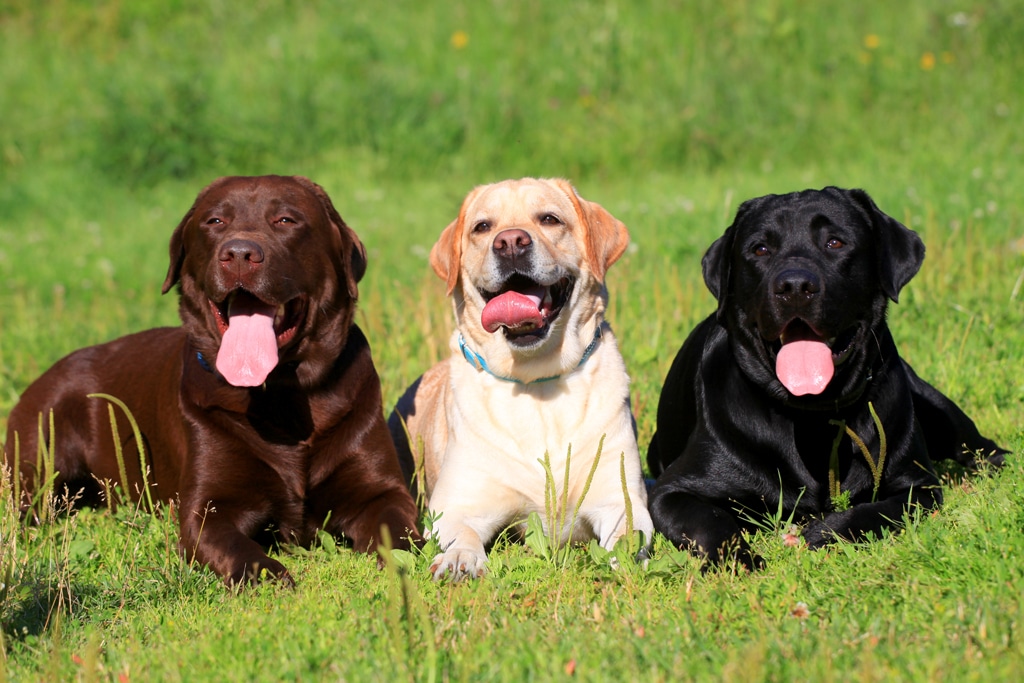 Labrador retriever