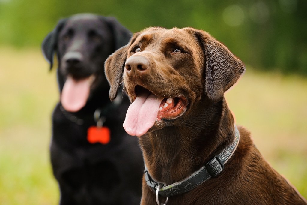 Labrador Retrievers