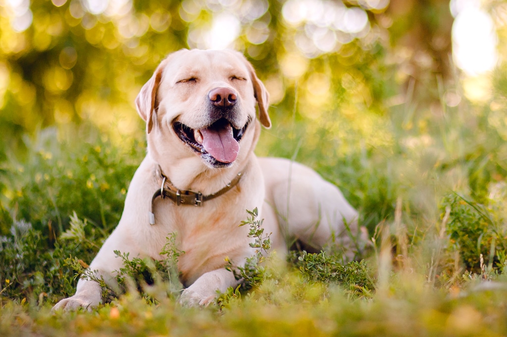 labrador retriever