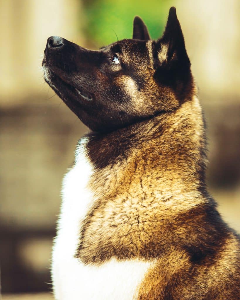 Akita dog sitting side profile