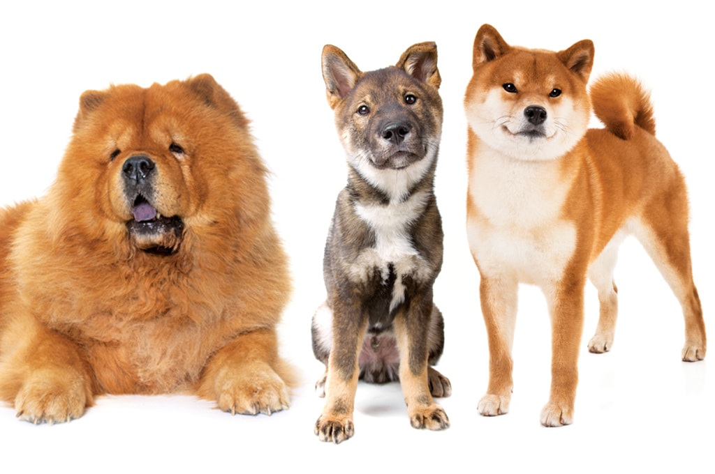 A Chow chow, Shikoku, and Shiba Inu dog