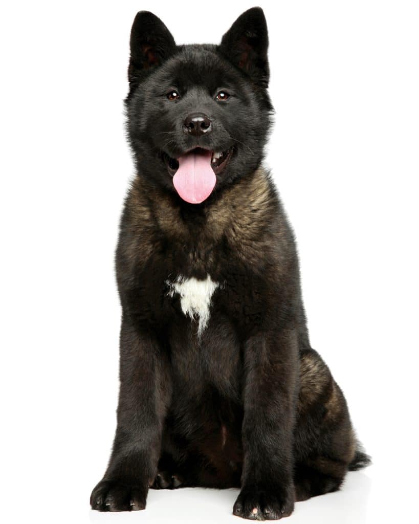 Black Akita puppy