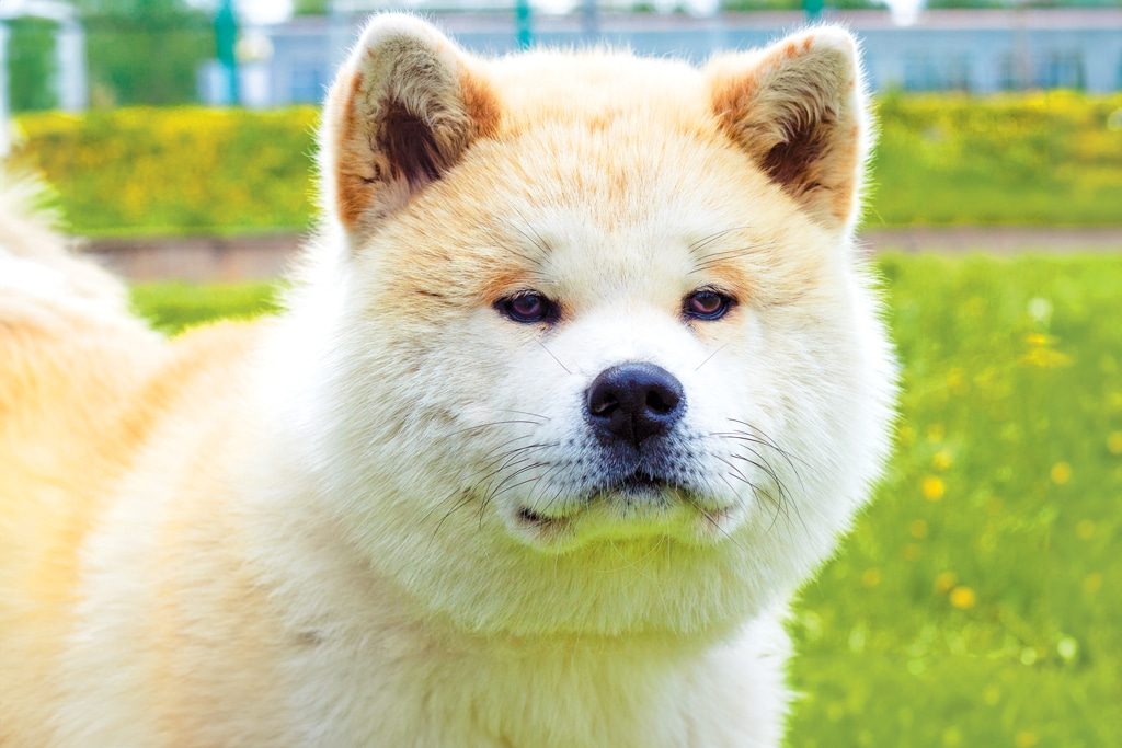 Cute light-coloured Akita dog